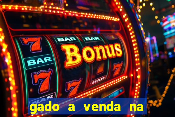 gado a venda na bahia olx